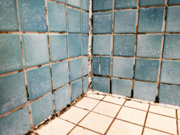 Best Black Mold Removal  in Lexington, NC