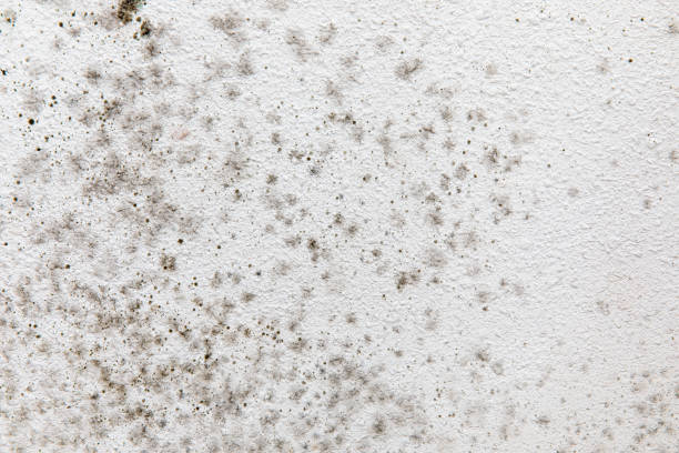 Best Forensic Mold Investigation  in Lexington, NC